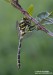 Páskovec kroužkovaný (Vážky), Cordulegaster boltonii, (Donovan, 1807), Anisoptera (Odonata)